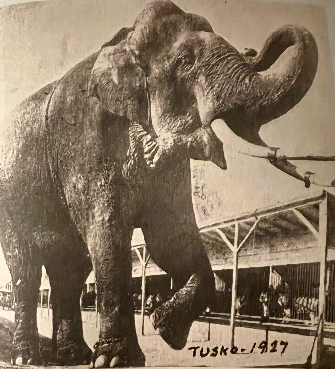 alexandria circus 3